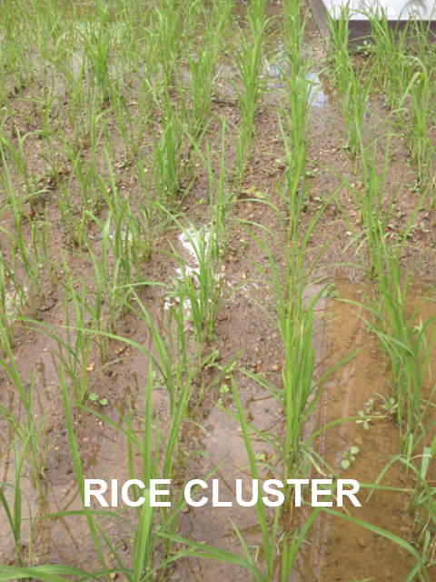 RICE CLUSTER